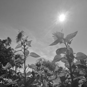 Mindfulness Foreningen Danmark